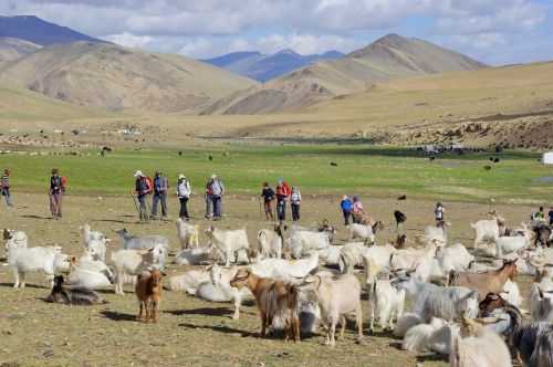 TREKKING IN LADAKH | CHANGTANG 2017